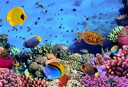 Image result for Underwater Wallpapers for Desktop