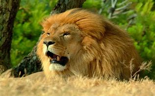 Image result for Awesome Lion Wallpaper