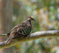 Image result for Phaps Columbidae