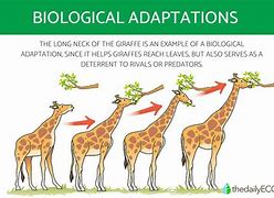 Image result for Adaptation Evolution