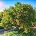 Image result for Navel Orange Tree