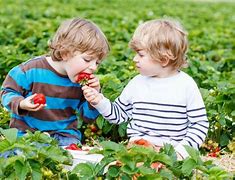 Image result for Eat Strawberry