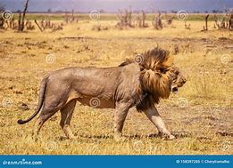 Image result for Lion Mane Wind