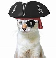 Image result for Cat Eye Patch Meme