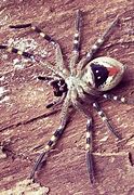 Image result for The Biggest Huntsman Spider