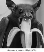 Image result for Baby Bat Eating Banana