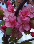 Image result for flowering crabapple apples trees types