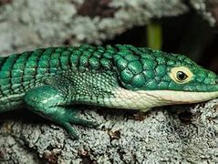 Image result for Green Lizards Species