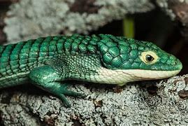 Image result for Types of Green Lizards