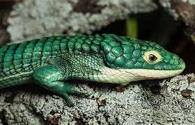 Image result for Dark Green Lizard