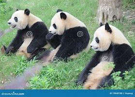 Image result for Panda Sitting Straight