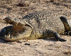 Image result for Crocodile Animal