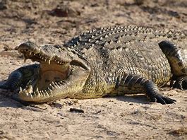Image result for Crocodilian Species