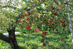 Image result for Full Apple Tree