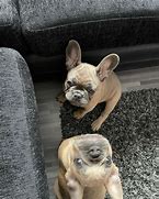 Image result for Show Quality French Bulldog Breeders
