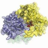 Image result for RNA Chemical Structure