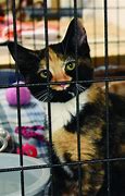 Image result for Clinton County PA SPCA