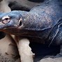 Image result for Komodo Dragon in Zoo