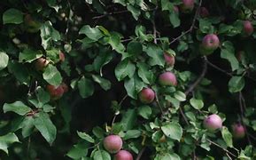 Image result for Willudha Apple