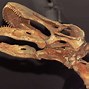 Image result for The Largest Dinosaur Ever Discovered