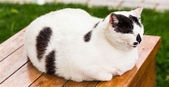 Image result for Cat Loaf Mode