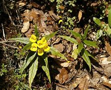 Image result for Calceolaria sp. Patagonia