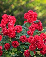 Image result for Rosa (P) Rote The Fairy