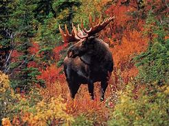 Image result for Autumn Moose