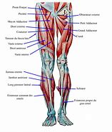 Image result for Monoarticular Muscles in the Leg