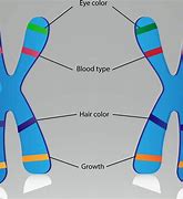 Image result for Chromosome 2
