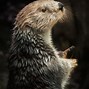 Image result for Endangered Animals Sea Otter