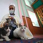 Image result for Turkiye Cats