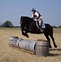 Image result for Percheron Horse Breed