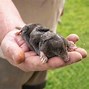 Image result for What Are Garden Moles