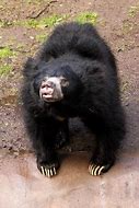 Image result for Funny Sloth Bear