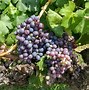 Image result for Black Grape Varieties