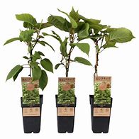 Image result for Actinidia chinensis Atlas