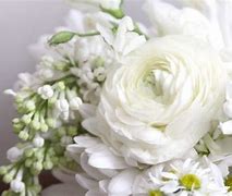 Image result for Beautiful Flowers with White Background