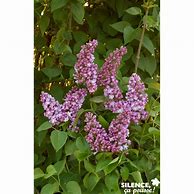 SYRINGA VULG. BELLE DE NANCY માટે ઇમેજ પરિણામ