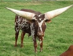 Image result for Watusi Cattle Horns