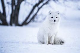 Image result for Arctic Fox and Wolf