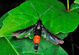 Image result for "peachtree-borer"