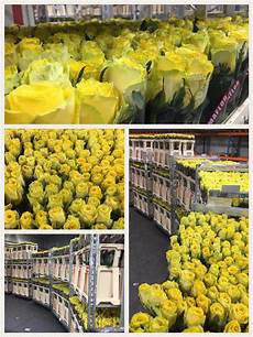 fresco flowers fresco flowers we check pack and supply roses fresco flowers fresco flowers we check pack and supply roses