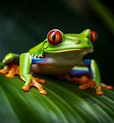 Image result for Ontario Tree Frogs