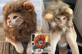 Image result for Lion Eat Cat
