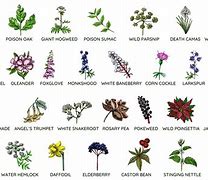 Image result for Poisonous Flora