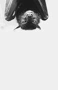 Image result for Cute Celestial Bat Tattoo