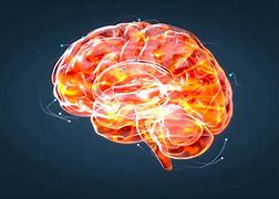Image result for Brain Anatomy Animation