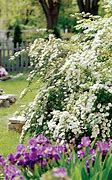 Image result for White Spring Flowers Blooming Right Now