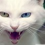 Image result for Angry Cat Displate